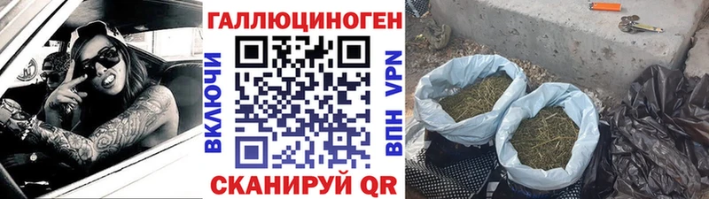 Купить где  Курчалой  Псилоцибиновые грибы Psilocybe 
